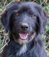 FOSCA (NEGRA) FOSCA (NEGRA)