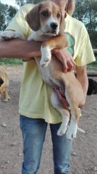 CROOS CROOS