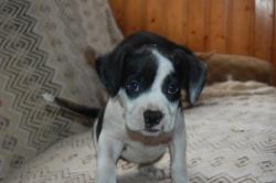 LOLA LOLA