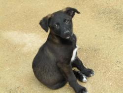 BLACKY BLACKY