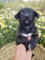 BLACKY
