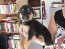 ROMEU ROMEU