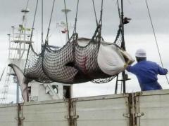 Japn deja de cazar ballenas por orden del Tribunal Internacional de Justicia!