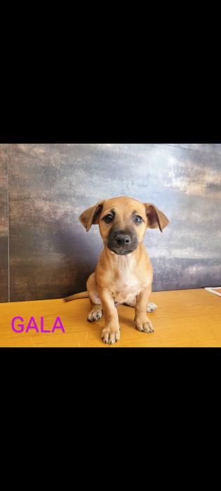 GALA