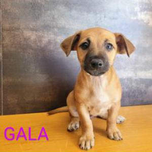 GALA