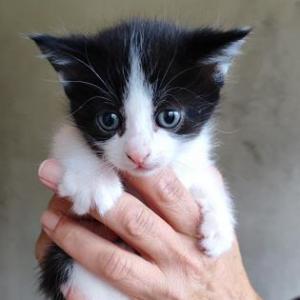 Pinki