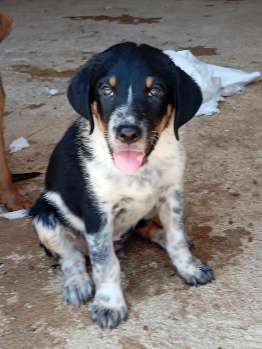 Paquito Paquito