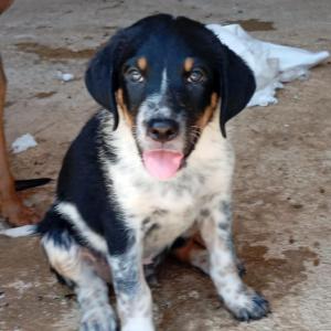 Paquito 