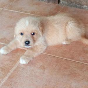 Lucho