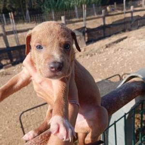 Lucero