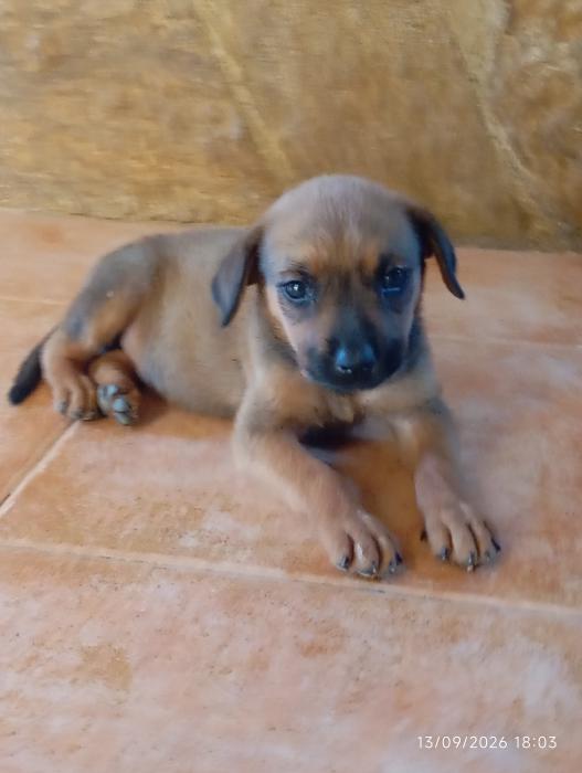 Perla