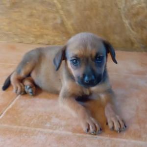 Perla